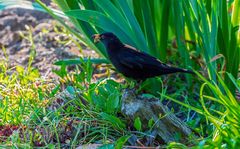 Amsel