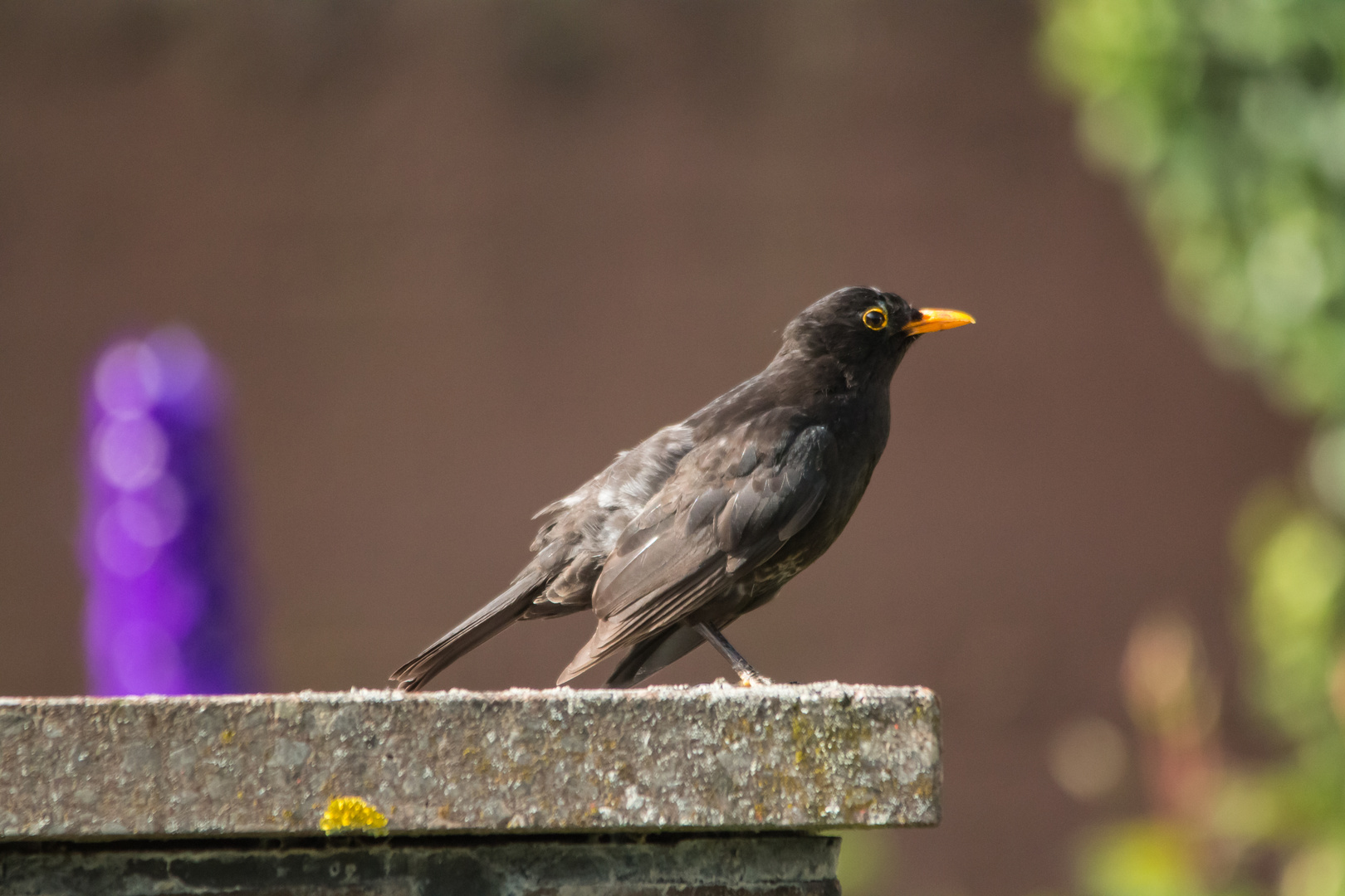 Amsel 