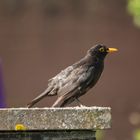 Amsel 