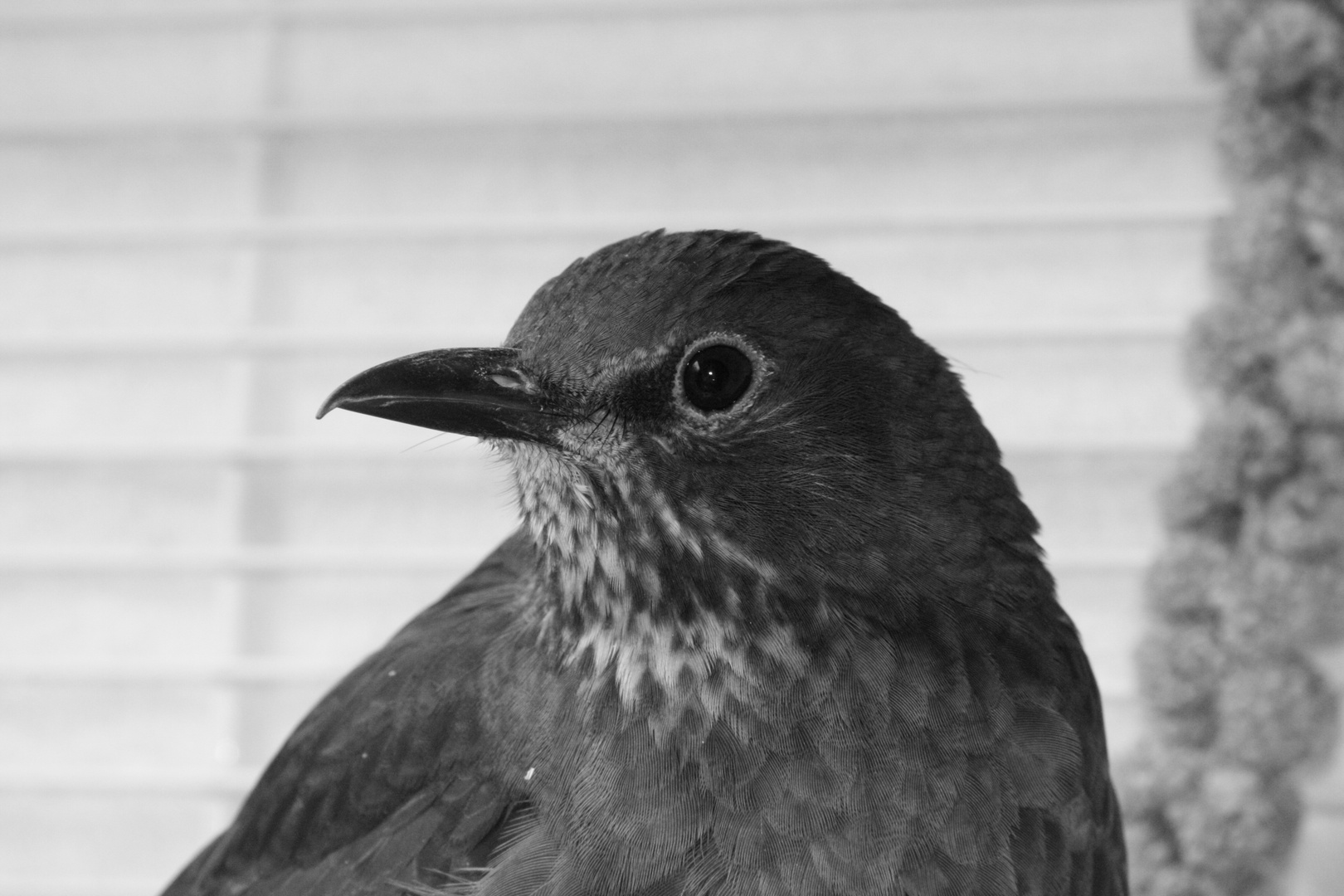 Amsel