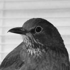 Amsel