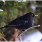 - Amsel -