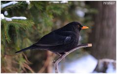 - Amsel -