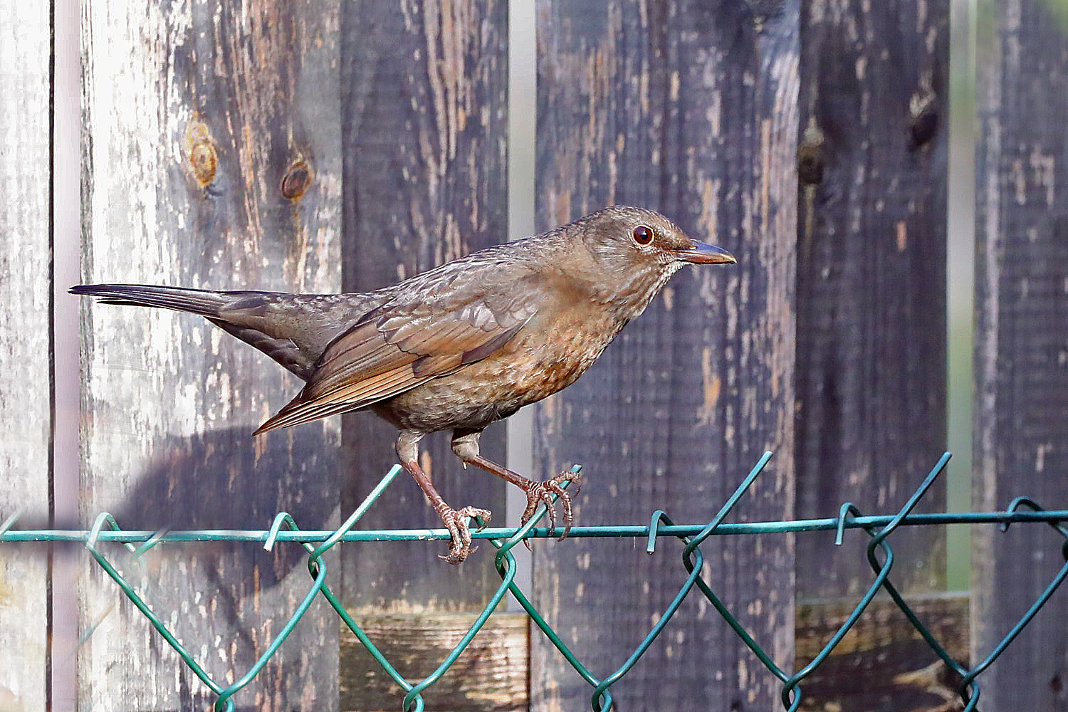 Amsel