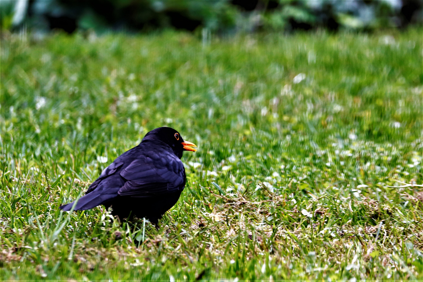 Amsel