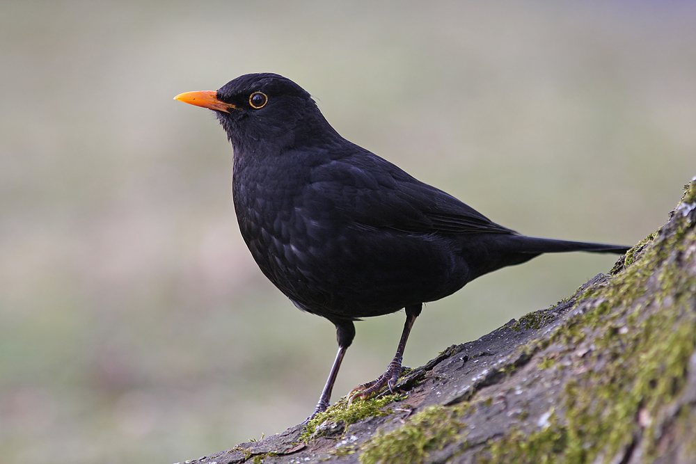 Amsel