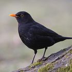 Amsel