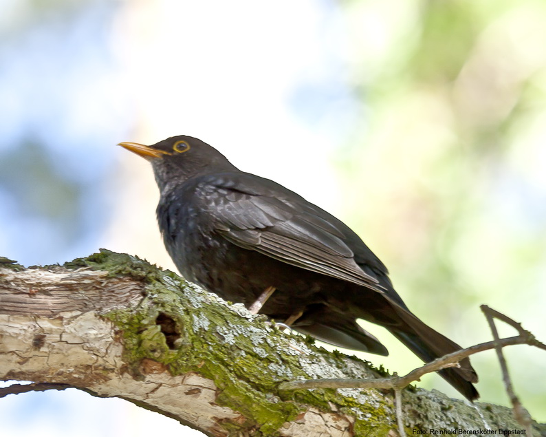 Amsel