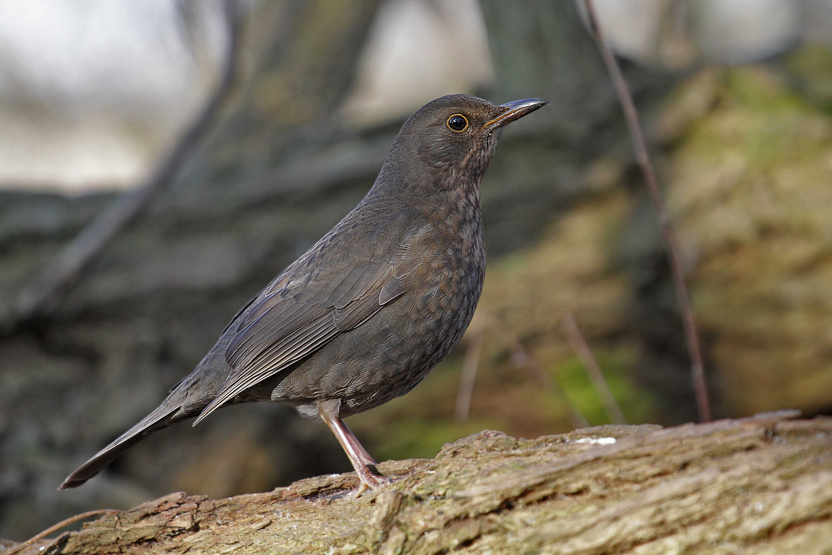 Amsel