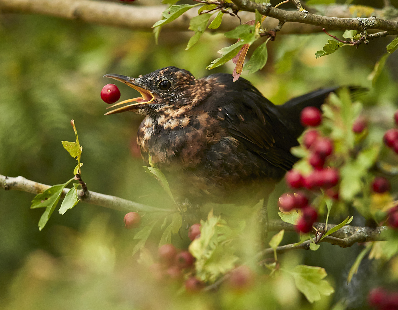 Amsel