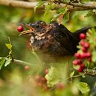 Amsel