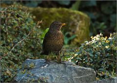 Amsel