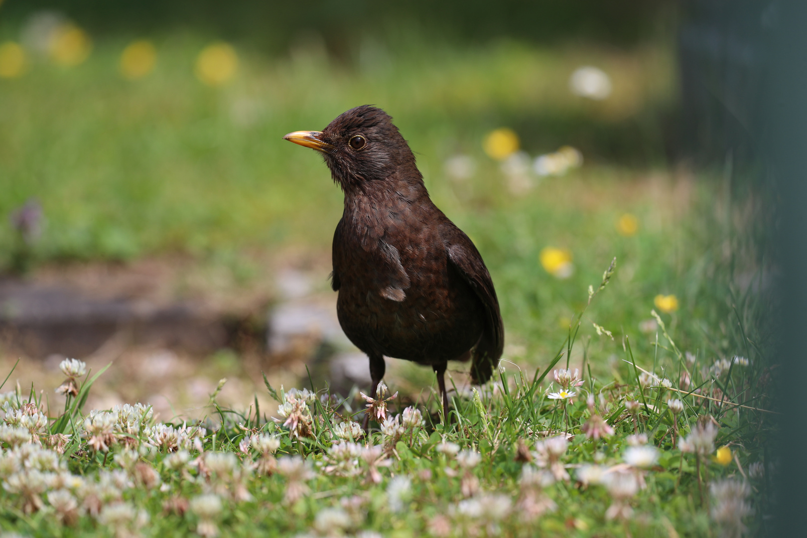 Amsel