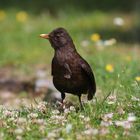 Amsel