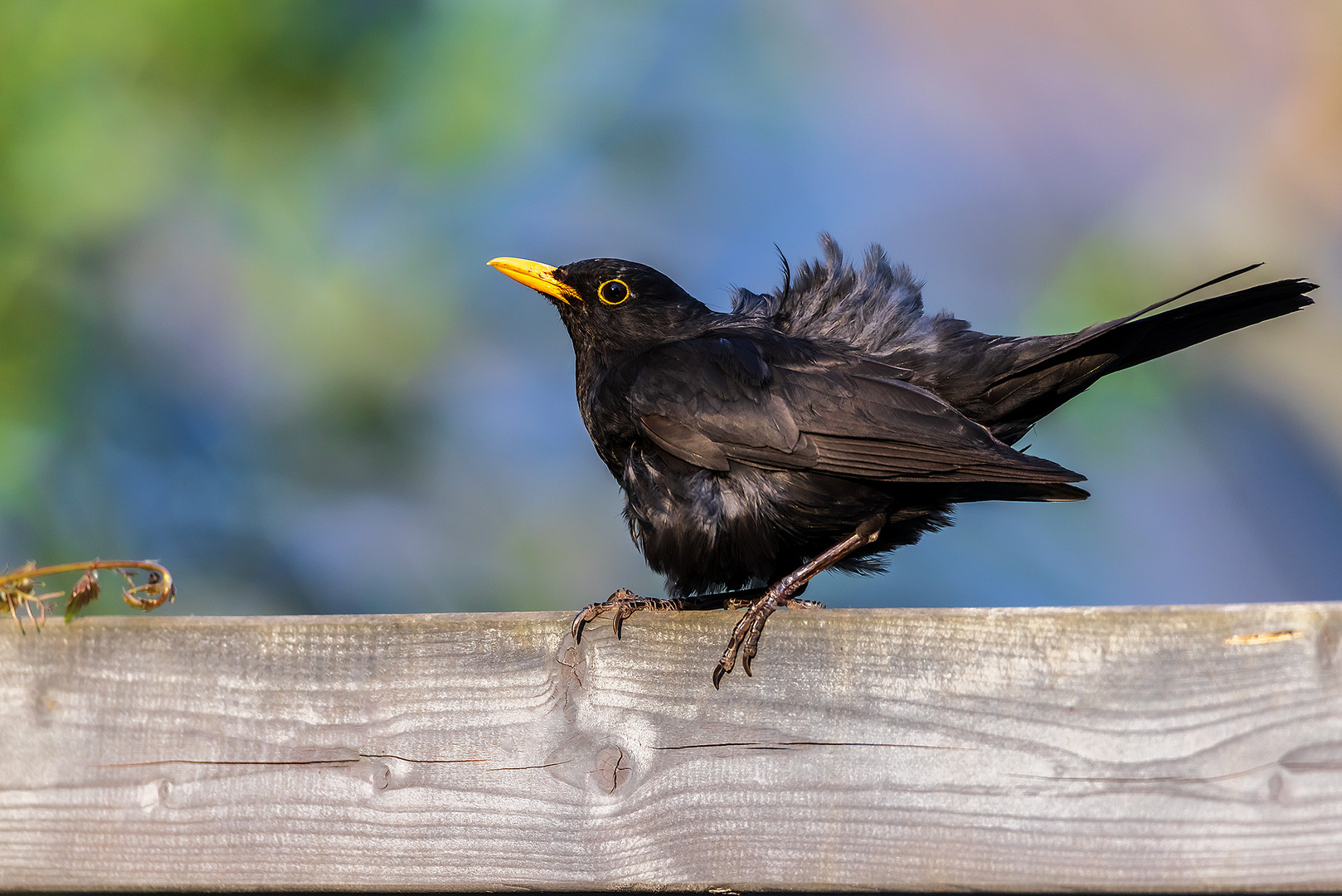 Amsel