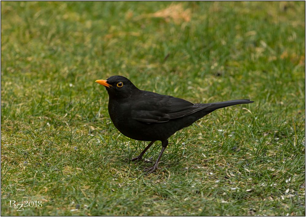 Amsel