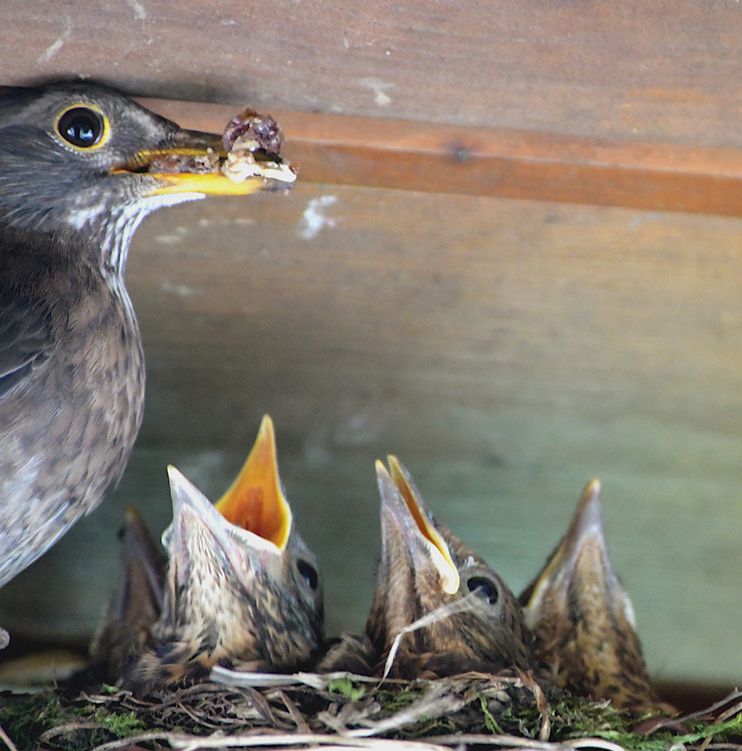 Amsel-Familie