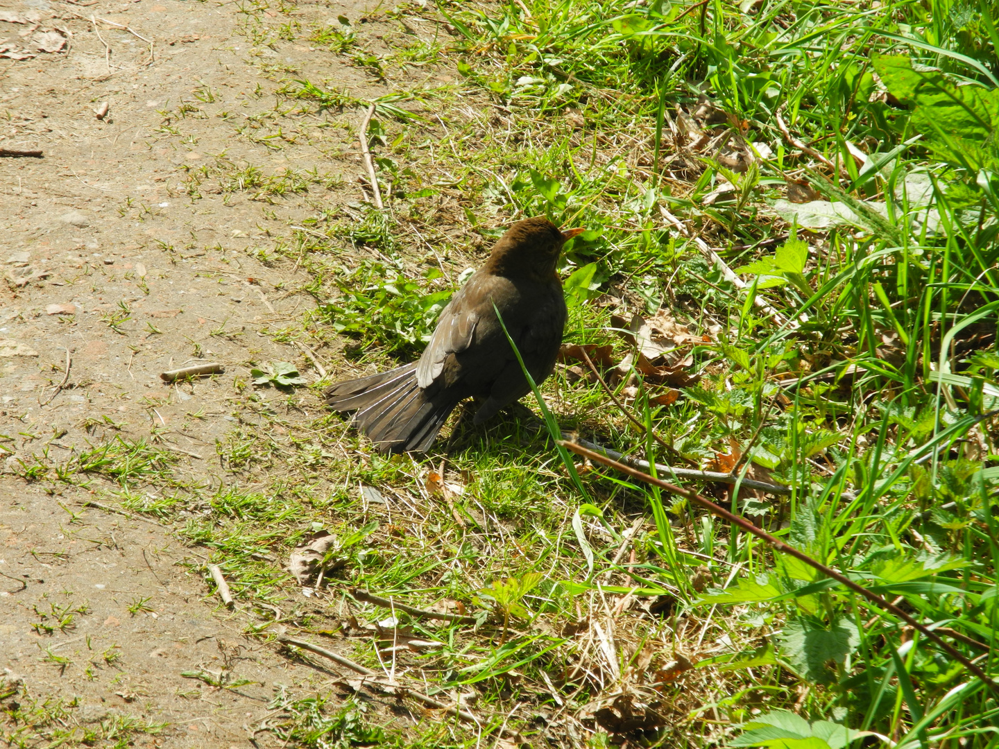 amsel fasanerie 09-05-2021