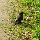 amsel fasanerie 09-05-2021