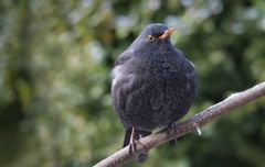 amsel