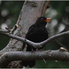 Amsel