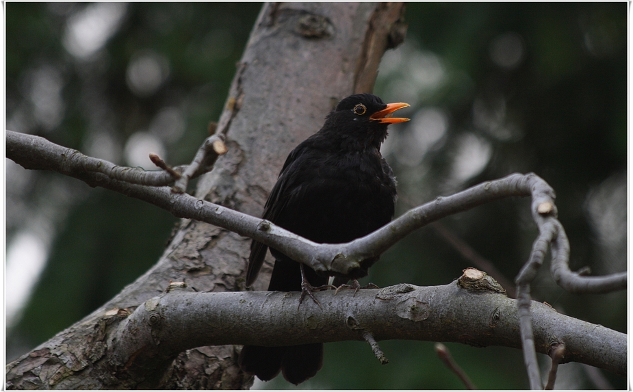 Amsel