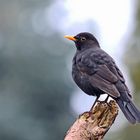 Amsel