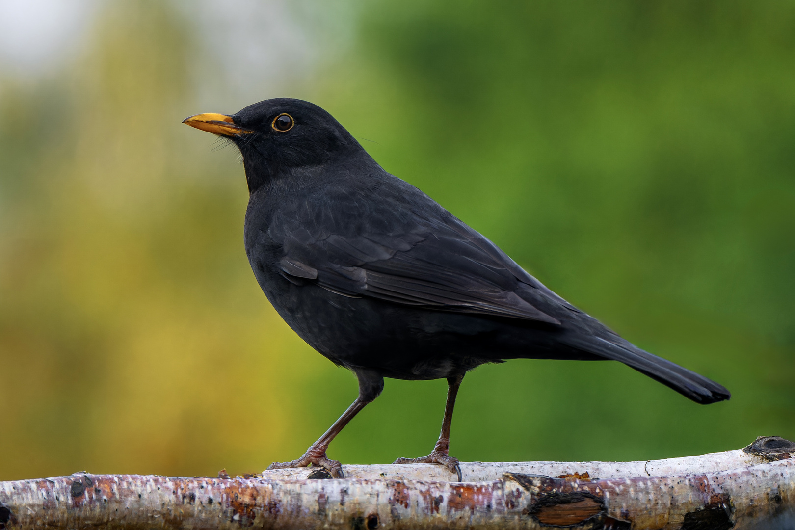 Amsel