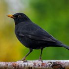 Amsel