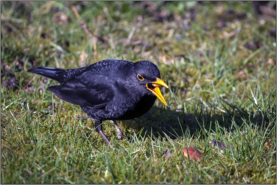 Amsel