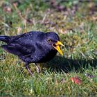 Amsel