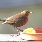 Amsel