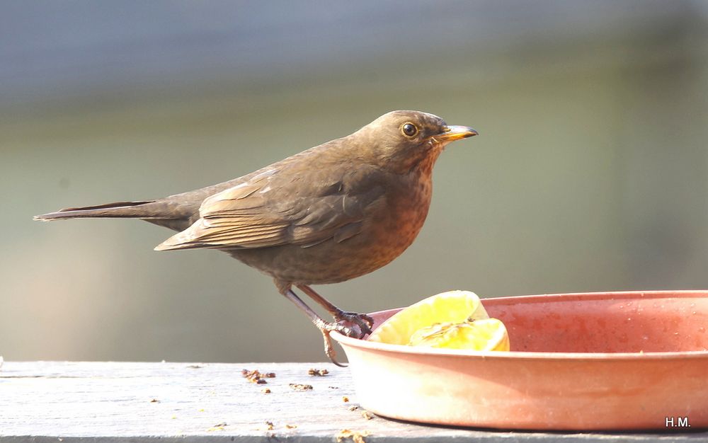 Amsel