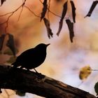 Amsel