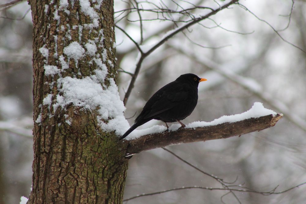 Amsel