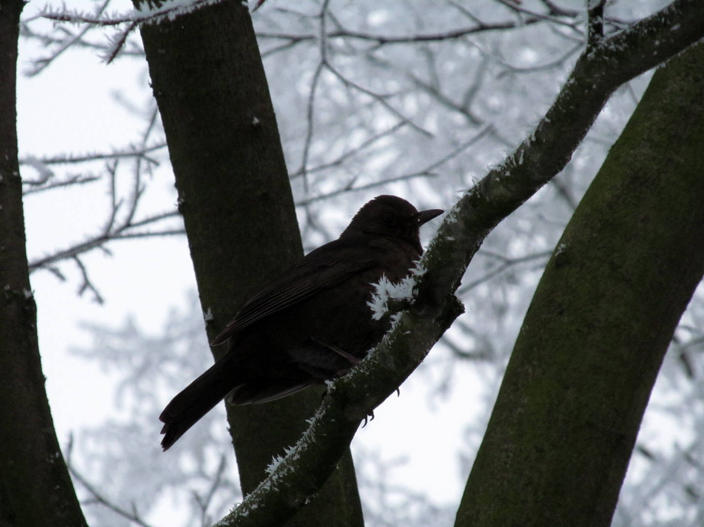 Amsel ...