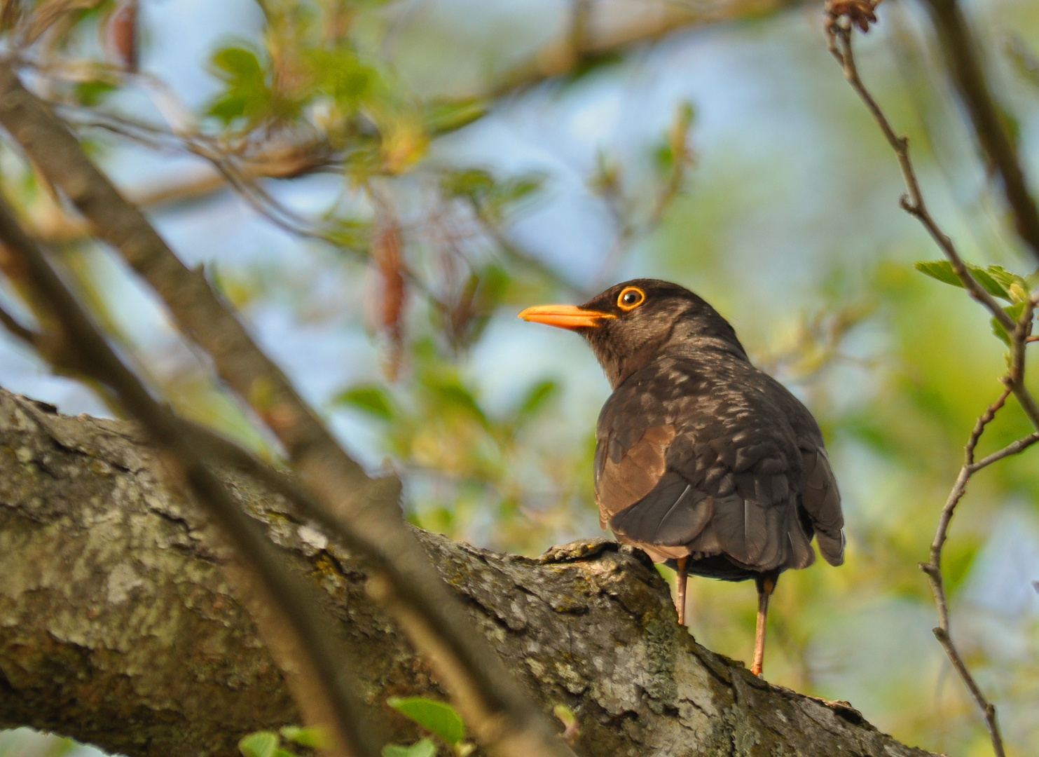 Amsel