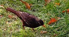 Amsel