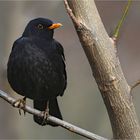 Amsel 