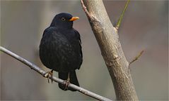 Amsel 