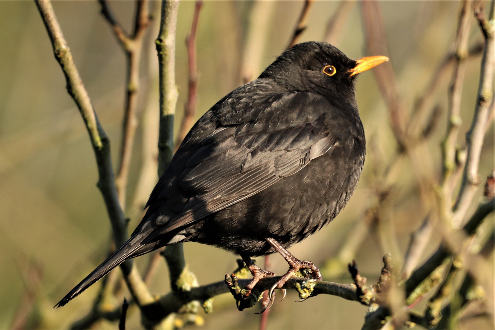 Amsel