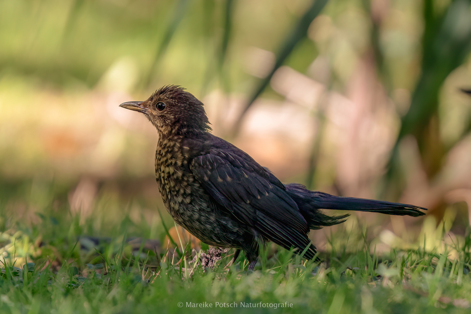 Amsel