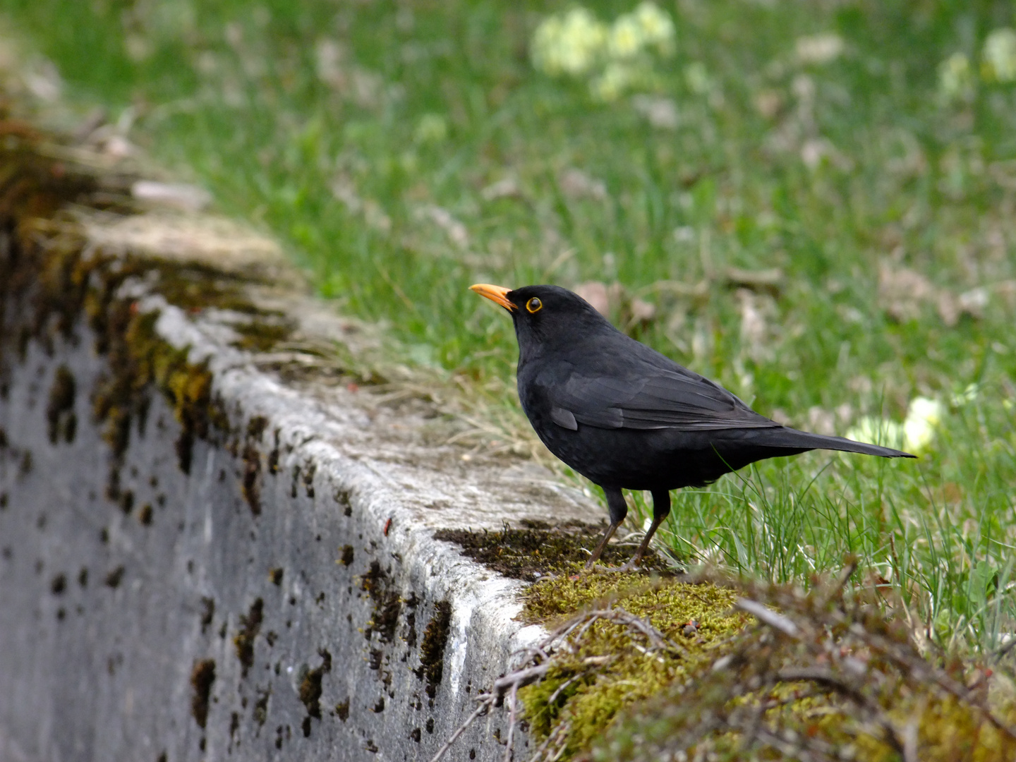 Amsel