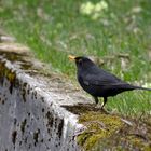 Amsel