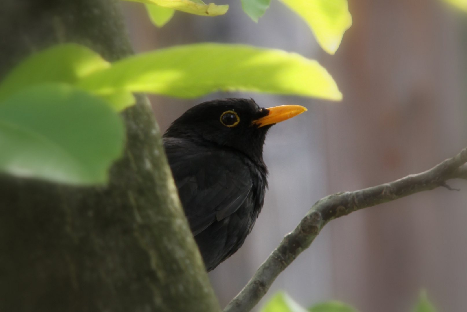 Amsel