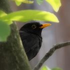 Amsel