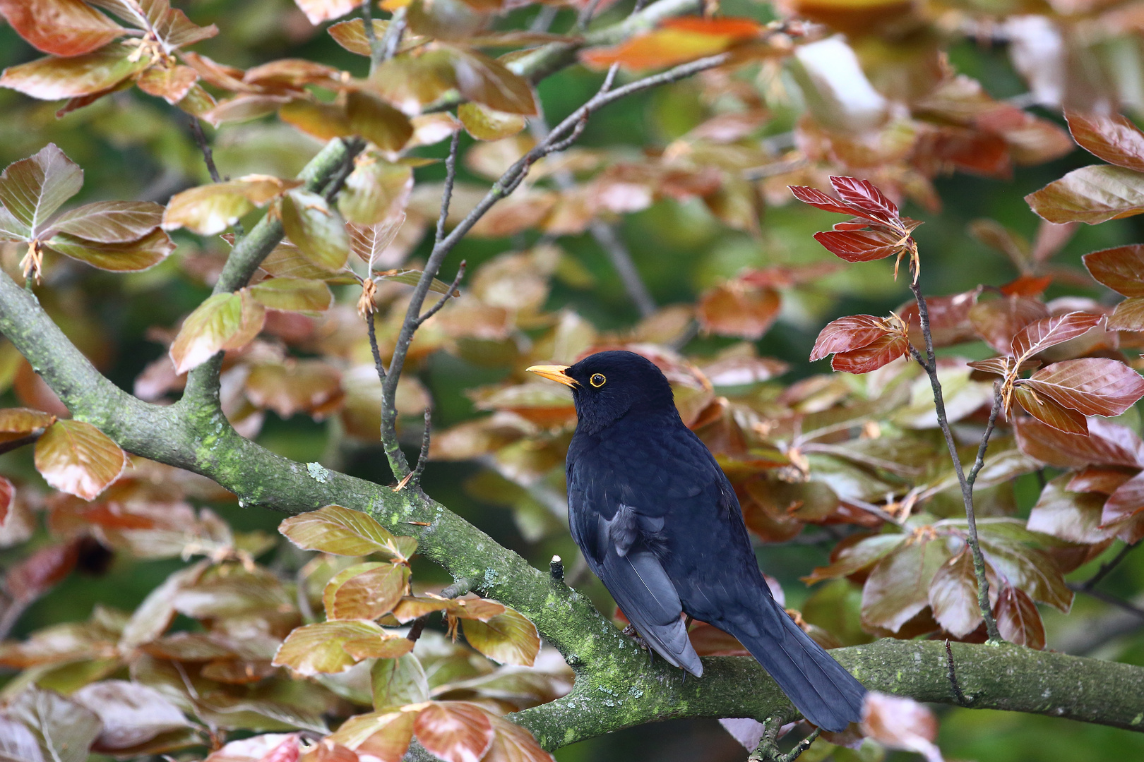 Amsel