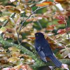 Amsel