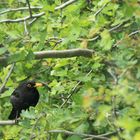 Amsel