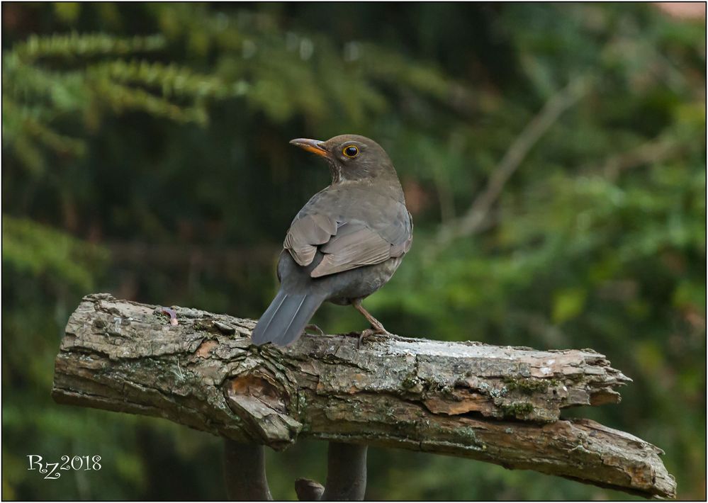 Amsel